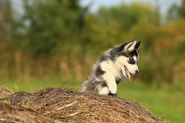 Husky puppy tries to escape — Stock Photo, Image