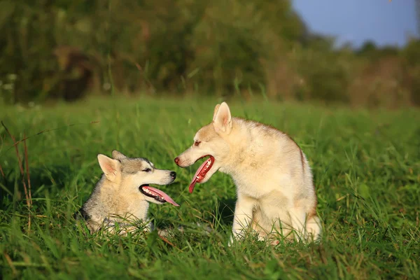 2 匹の犬。ハスキー、マラミュート。お互いを見てください。 — ストック写真