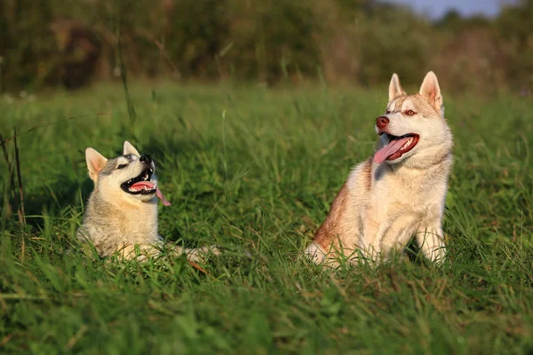 Zwei Hunde. Husky und Malamute. — Stockfoto