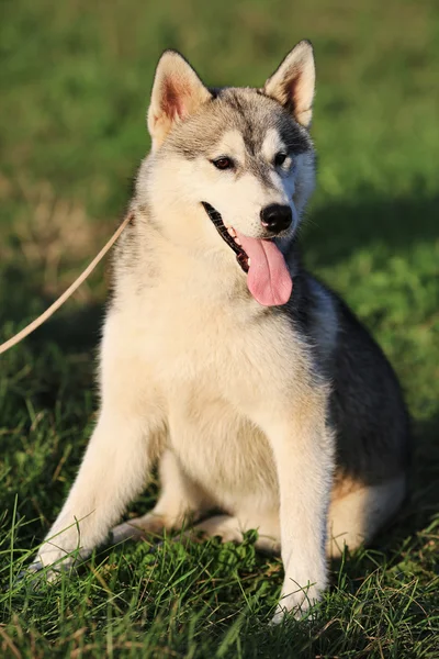 犬の品種ハスキーの肖像画。雌犬. — ストック写真