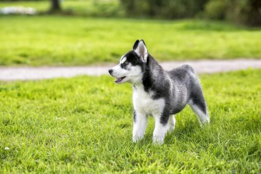 Çim ve uzağa arıyorsunuz üzerinde köpek yavrusu husky duruyor