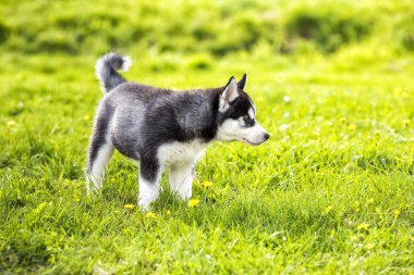 Laika köpek çim