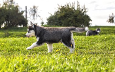 Köpek yavrusu husky çalıştırmalar tarafından çim