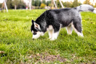  Çim koklama husky köpek yavrusu. yan görünüm