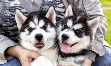 çok güzel husky köpek sahibinin elinde