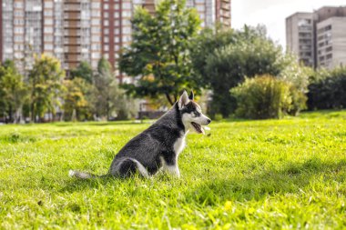 çimenlerin üzerinde oturan husky köpek yavrusu