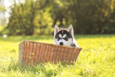 sepet içinde Husky yavrusu