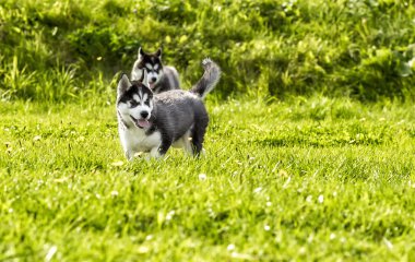 Çayırda oynayan iki husky köpek yavrusu