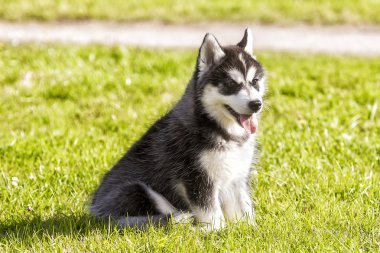 çimenlerin üzerinde oturan husky köpek yavrusu