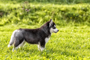 Husky köpek yavrusu bir takas duruyor. yan görünüm