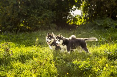 iki husky köpek yavrusu ayakta çim