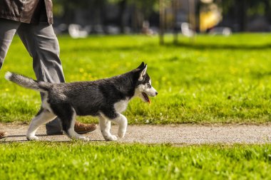 Asıl ayaklarına yol boyunca yürüyüş husky köpek yavrusu