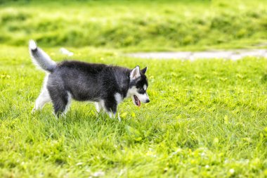 Çimenlerin üzerinde yürüyüş husky köpek yavrusu