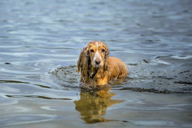 Spaniel köpek suya gider