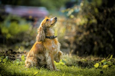İngiliz Cocker Spaniel. 3 eyar