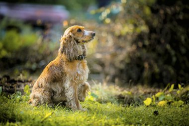 İngiliz Cocker Spaniel. 3 eyar