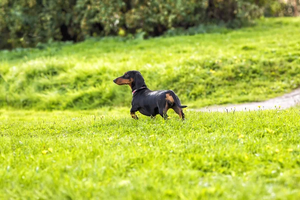 Dachshund Köpek çim — Stok fotoğraf