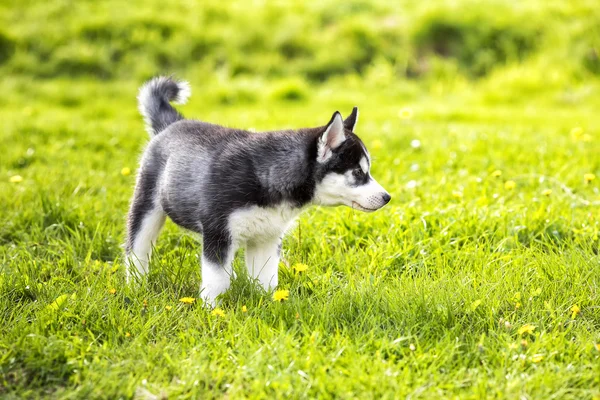 O filhote de cachorro Laika na grama — Fotografia de Stock