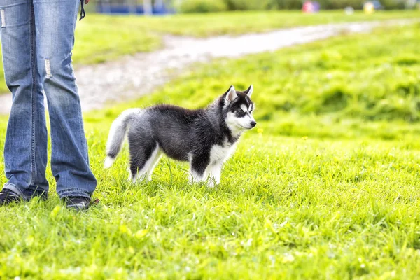 Cachorro husky a los pies del maestro — Foto de Stock