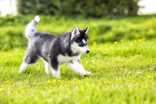 Puppy husky runs across the grass