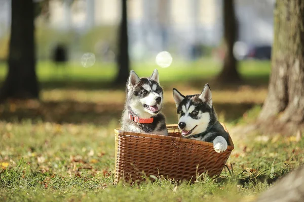 Dva husky štěně v košíku — Stock fotografie