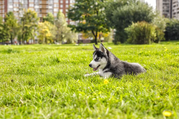 The husky puppy laying in the grass — Stock Photo, Image