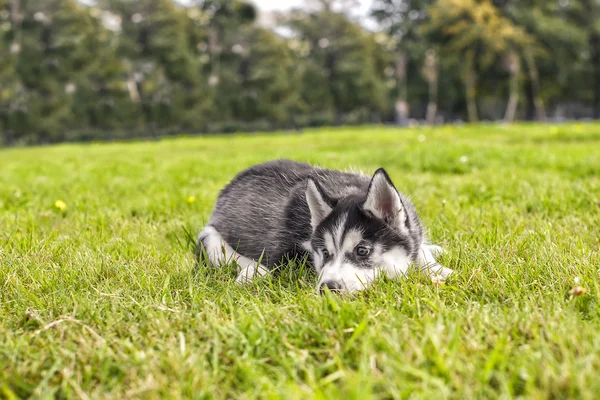 Husky cachorro es triste — Foto de Stock