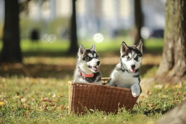Два хаски щенка в корзине — стоковое фото