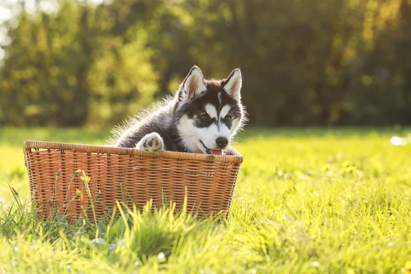Husky cachorro en una cesta — Foto de Stock