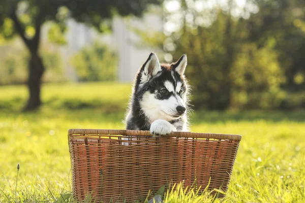 Cachorro husky em uma cesta — Fotografia de Stock