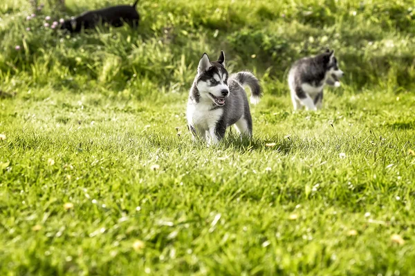 Два хаски-щенка бегают по лугу — стоковое фото