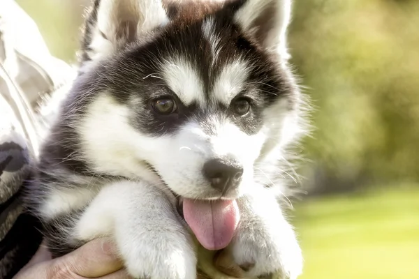 Husky puppy with his tongue hanging out. closeup — Stock Photo, Image