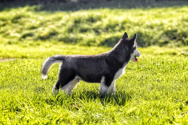 Husky-Welpe schaut weg — Stockfoto