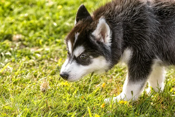 Husky puppy sniffs the grass — Stock Photo, Image