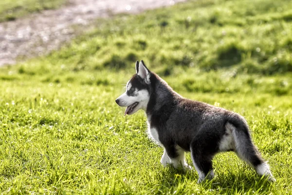 Husky puppy looks back — Stock Photo, Image