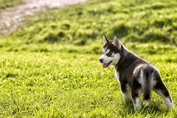 Husky puppy looks back — Stock Photo, Image