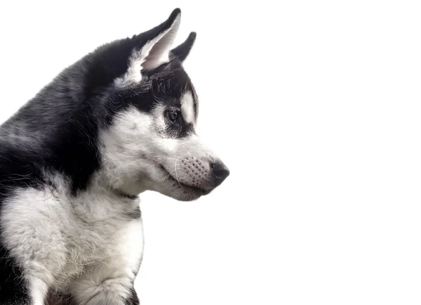 Husky Welpen auf weißem Hintergrund — Stockfoto