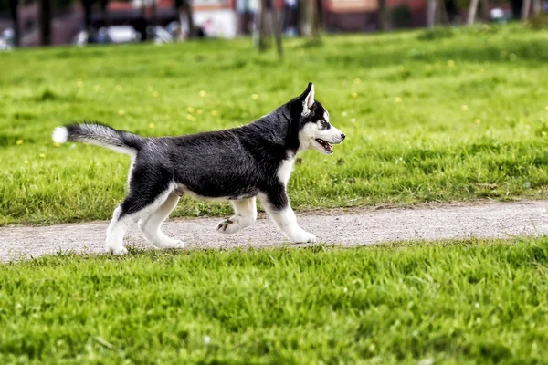 Husky puppy running on the road — Stock Photo, Image