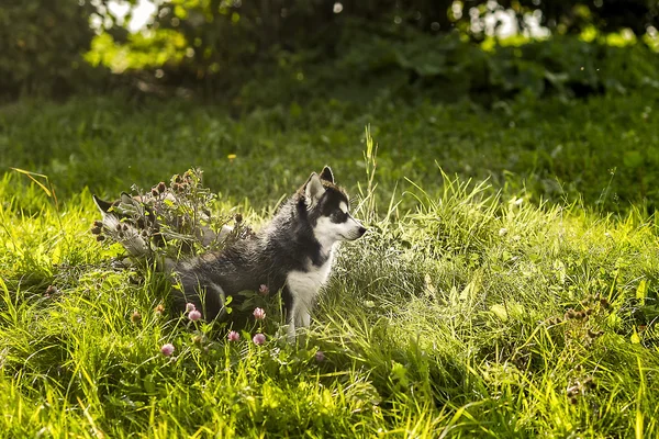 草の中に座っているハスキーの子犬 — ストック写真