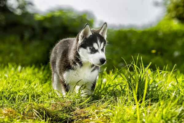 Pequeno lobo caça presas — Fotografia de Stock