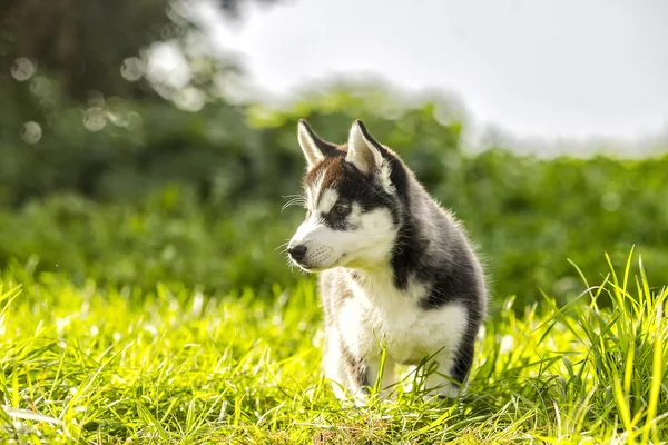 Husky pup rondkijken — Stockfoto