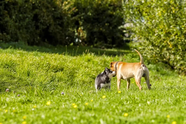 Štěně husky setkává velký pes — Stock fotografie