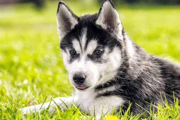 Chiot husky est endormi sur l'herbe — Photo