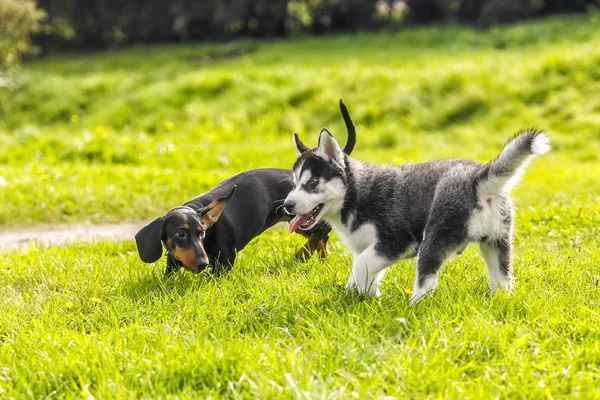 El cachorro husky jugando con una pequeña cuota en la hierba — Foto de Stock