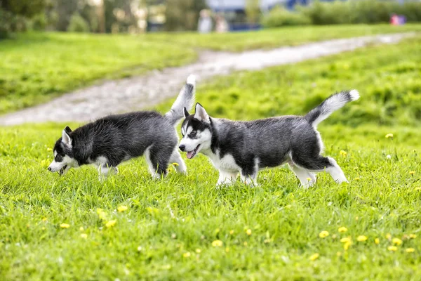 Dos cachorros husky en poala. En el verano — Foto de Stock