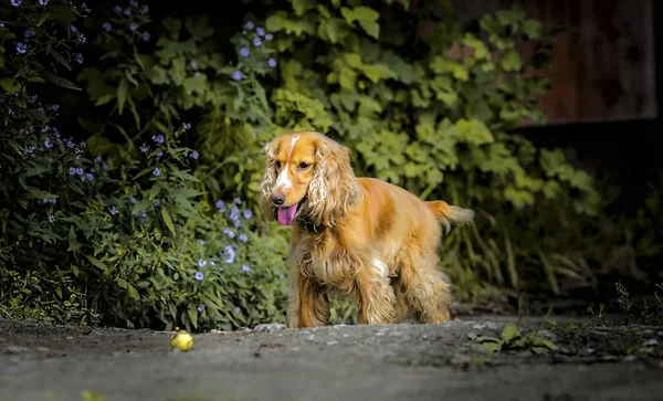 Vermelho cão spaniel jogar com uma bola — Fotografia de Stock