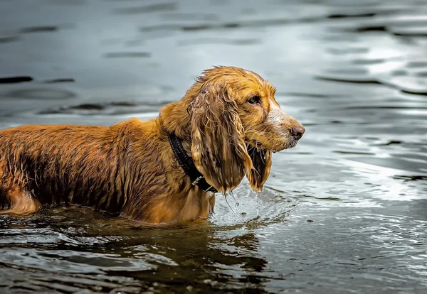 Perro Spaniel en el agua —  Fotos de Stock