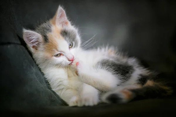 Gatito dormido, ojos abiertos —  Fotos de Stock