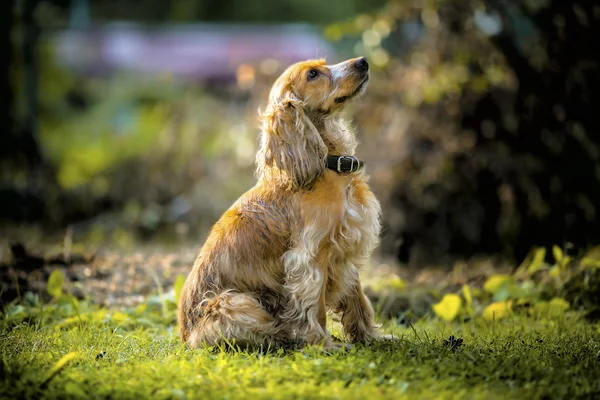 Köpek Spaniel, oturmak için komutlar — Stok fotoğraf