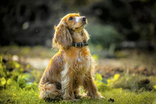 Çimenlerin üzerinde oturan Spaniel köpek — Stok fotoğraf